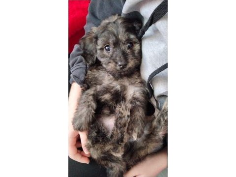 2 aylık maltipoo