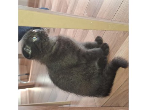 Erkek 3 aylık ücretli scottish fold
