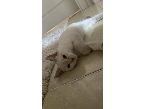British shorthair 6 aylık yavru eğitimli
