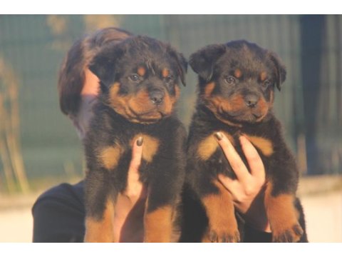 Fci şecereli rottweiler anne baba bebeklerimiz