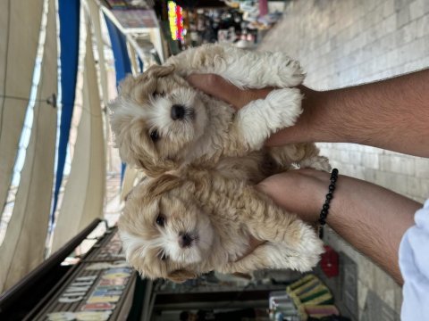 A kalite sağlıklı maltipoo