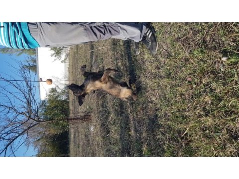 Malinois köpeğimiz