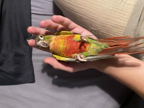 Muhteşem renklerde bileklikli erkek konur papağanı