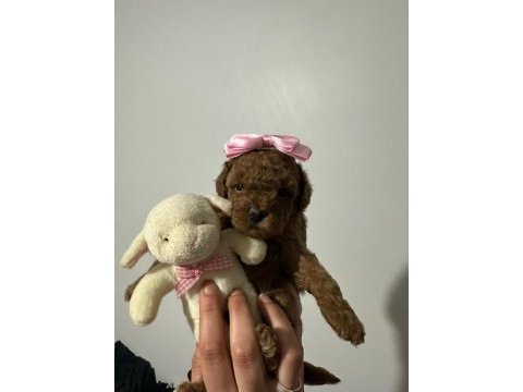 Kore saf kan toy poodle dişi