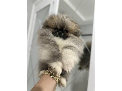 Pomeranian boo orjinal