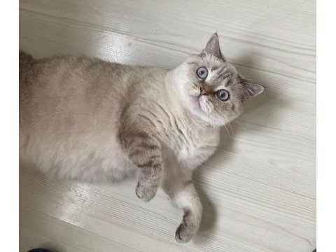 Prenses british shorthair kızımı sahiplendirmek istiyorum