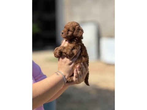 Çiş eğitimli aşılı küçük boy poodle 
