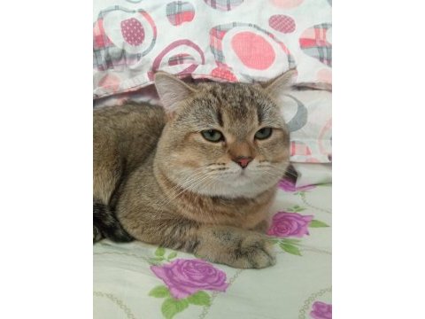 8 aylık british shorthair kedim