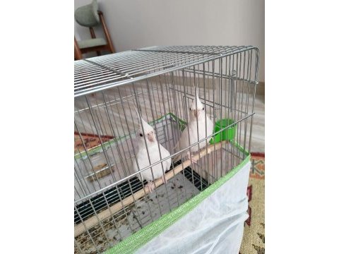 Albino sultan papağanı 3 aylık