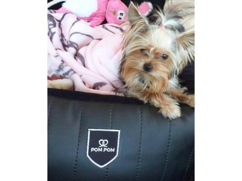 Eğitimli asla büyümeyecek en küçük köpeğimiz