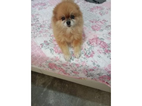 Pomeranian boo çifti