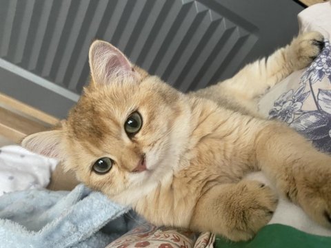 Şecereli anne babadan güzel british shorthair yavrum