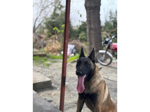 Son üç yavru malinois yer kmaraş