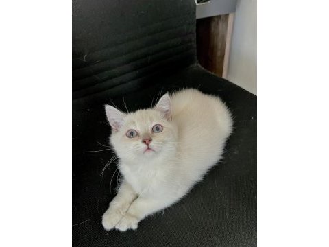 4 aylık dişi british longhair