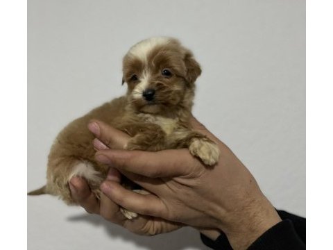 Poodle ayarında maltipoo