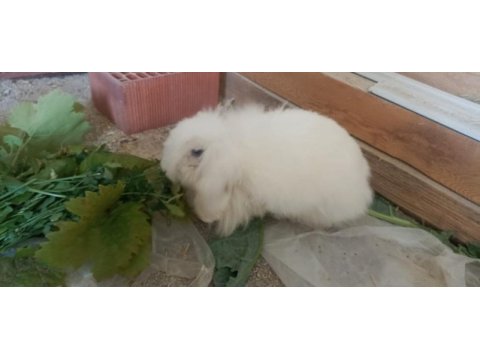 Orijinal angora (ankara) tavşanı dişi