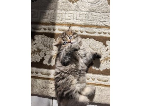 Birbirinden güzel 4 sevimli yavru kedimiz