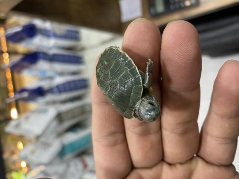 Kırmızı yanaklı kaplumbağa tospikler