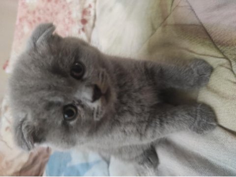 Scottish fold yavruları