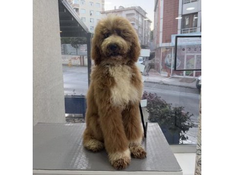 Full eğitimli 6 aylık dev poodle erkek yavru