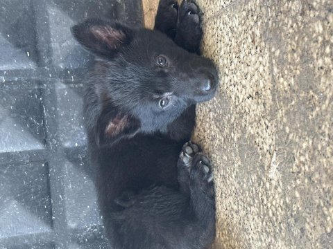 Son 3 dişi 1 erkek teslime hazır orjinal yavrular