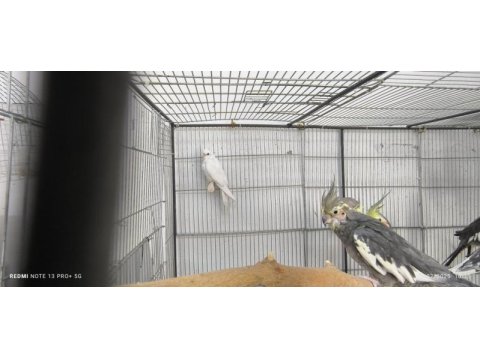 Yavru sultan papağanı albino