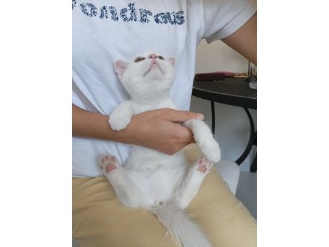 Beyaz scottish fold