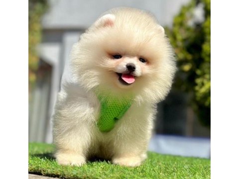 Safkan pomeranian boo yavrularımız