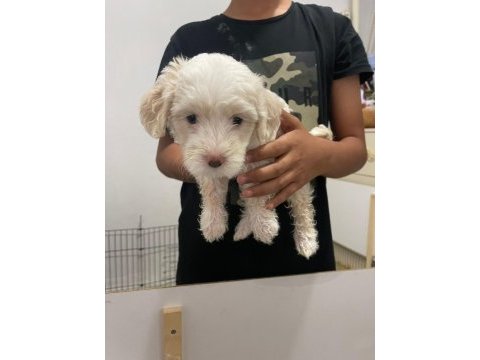 Dişi erkek üst kalite maltese bebekler