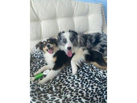 Zeka küpü border collie yavruları