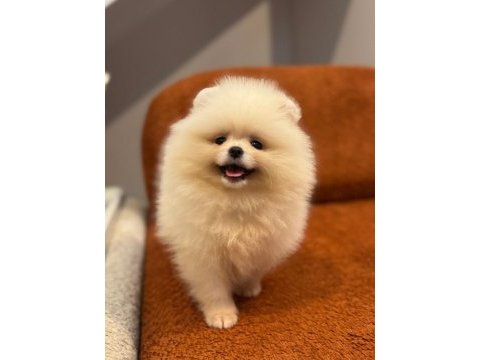 Pomernian boo bebekler