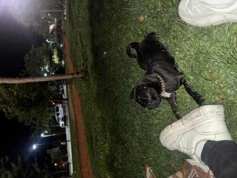10 aylık erkek pug
