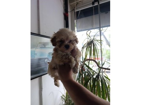 Sevimli maltipoo bebekler