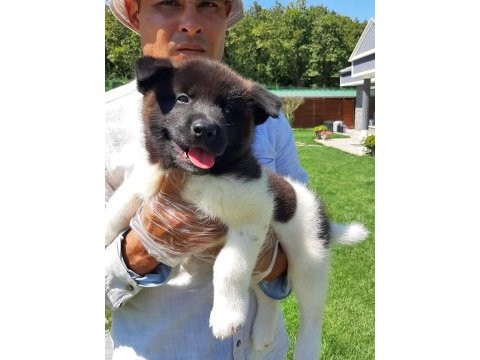 Amerikan akita ınu yavruları