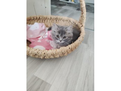 Bu british longhair misss çocuk kaçmaz