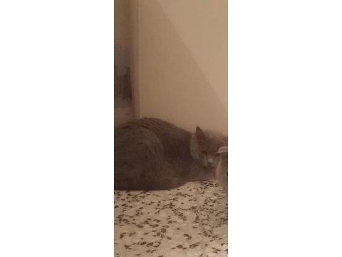 British shorthair pofuduklar