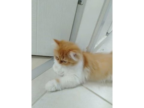 Yavru iran kedisi 3 aylık