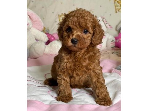 Wc eğitimli ev ortamına uygun poodle bebekler