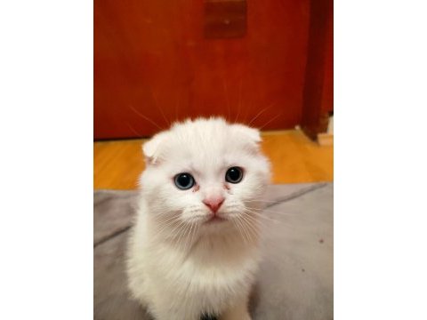2 aylık scottish fold