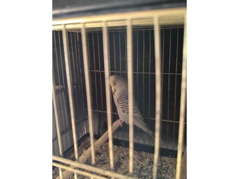 Yavru yumurta görmüş show jumbo dişi muhabbet kuşu