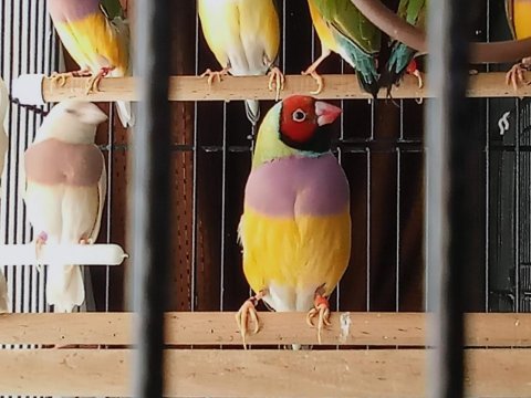 Gouldian finch (gökkuşağı ispinozu)