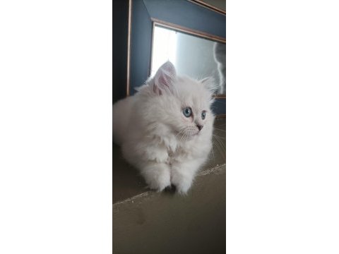 British longhair kızımıza yeni yuva
