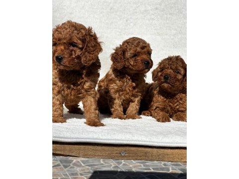 Sevimli toy poodle yavrularımız
