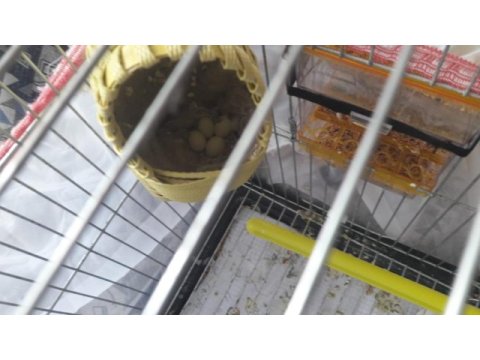 Komple satılık kafes ve hint bülbülü