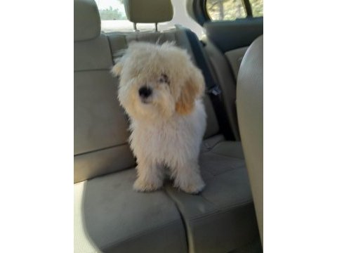 Sevimli toy poodle