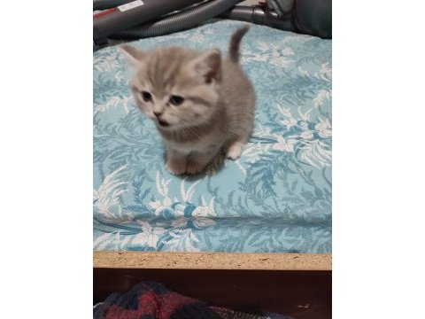 British shorthair minnak yeni yuvasını bekliyor
