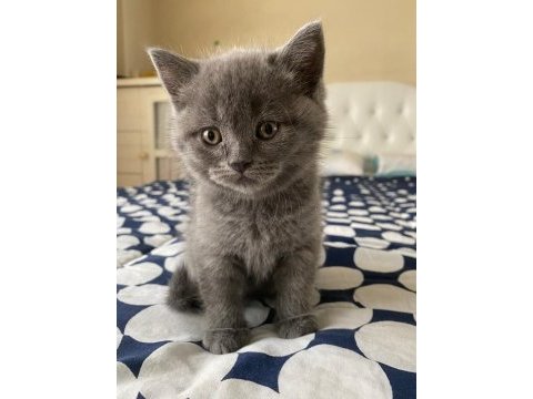 Eğitimli 2.5 aylık yavrular scottish fold