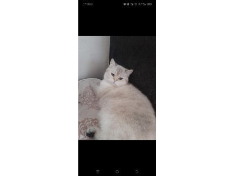 Zeyna british shorthair ny11 33
