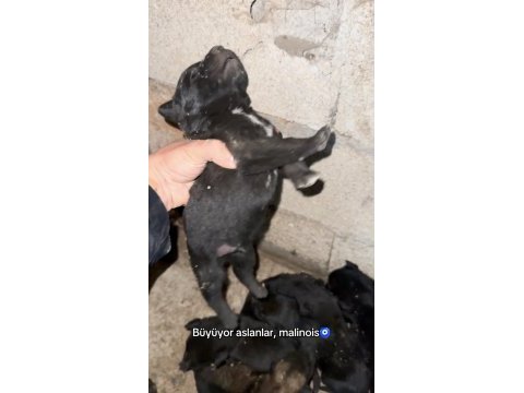 Malinois bilgi için yazın