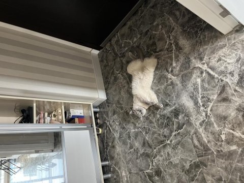 Yakışıklı kedimize yuva arıyoruz